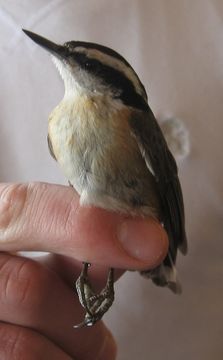 Image of Red-breasted Nuthatch
