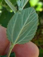 Image of woolyleaf ceanothus