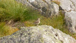 Image of Meadow Pipit