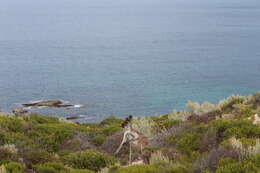 Macropus fuliginosus (Desmarest 1817) resmi