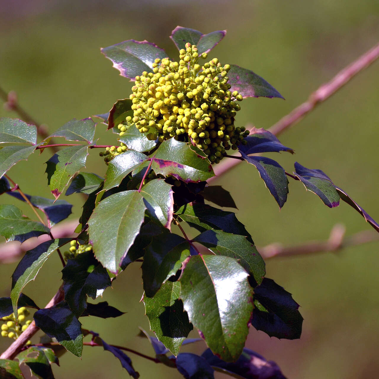 Image of Hollyleaved barberry