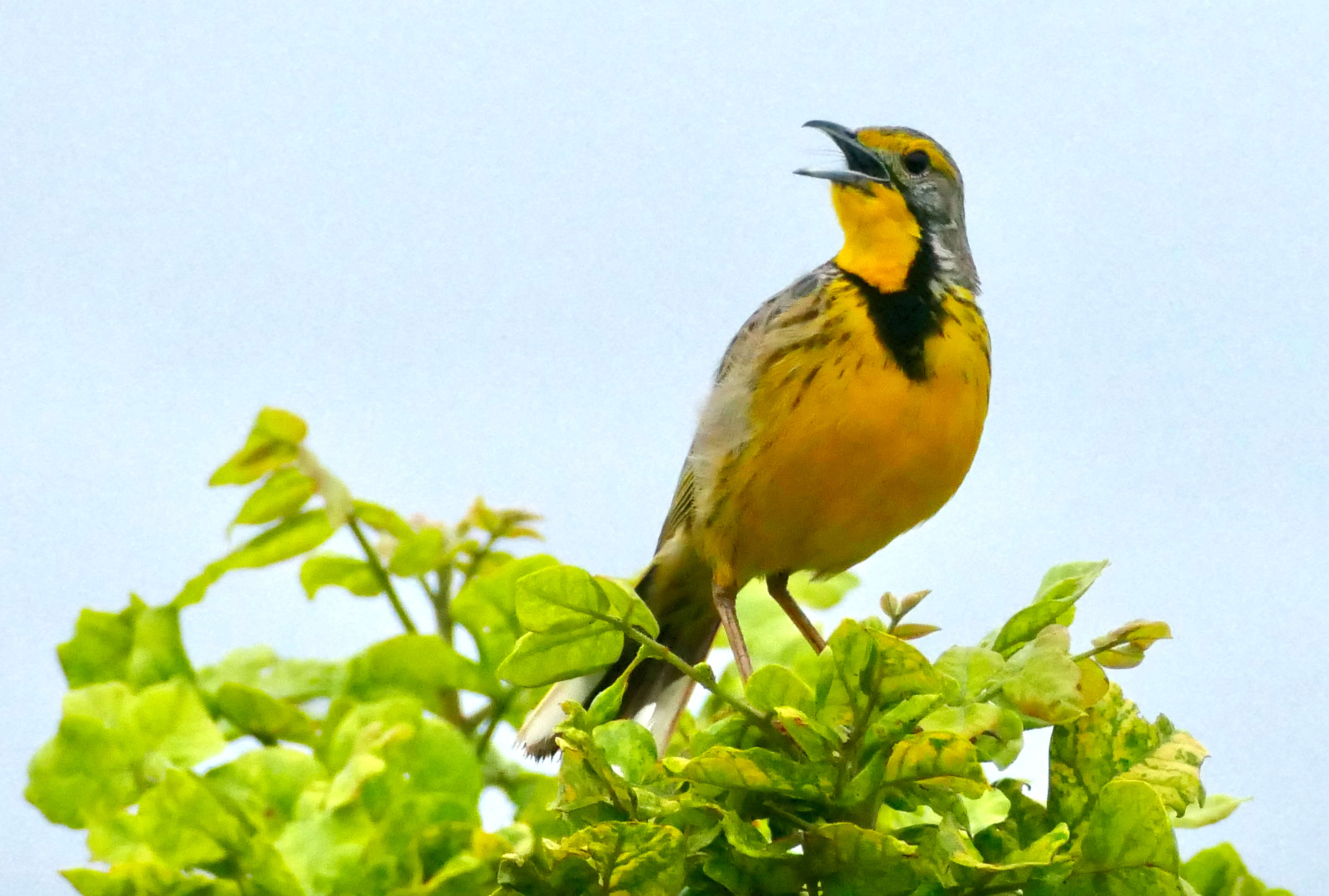 Image of Yellow-throated Longclaw