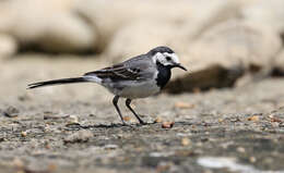 Image of Pied Wagtail and White Wagtail