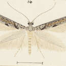 Image of Zelleria rorida Philpott 1918