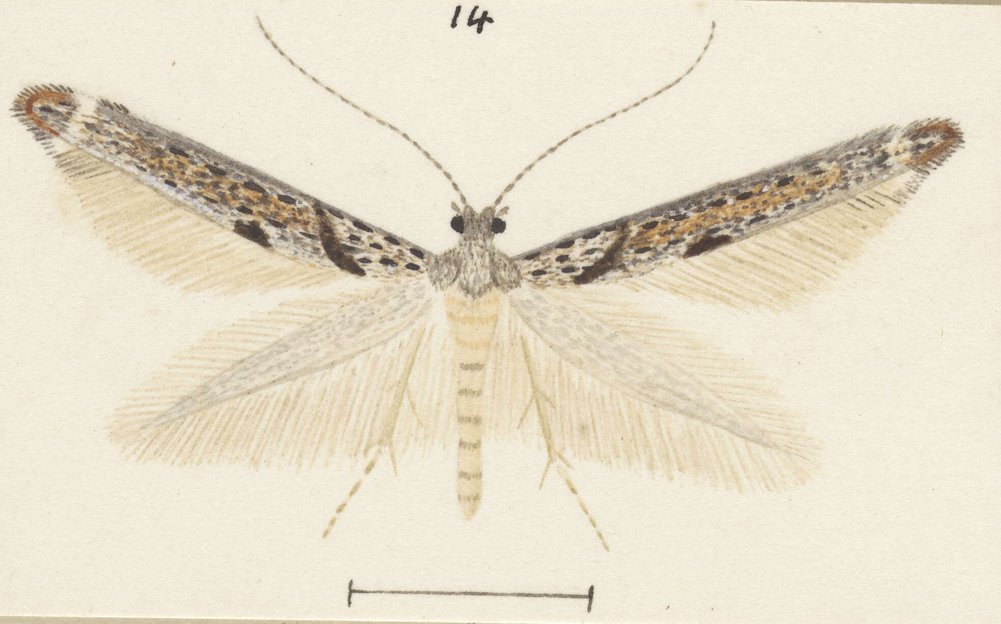 Image of Zelleria rorida Philpott 1918