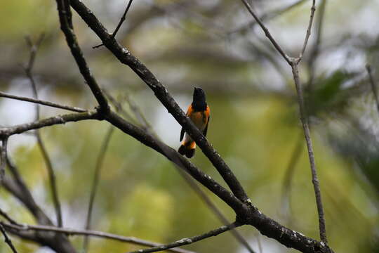 Image of American Redstart