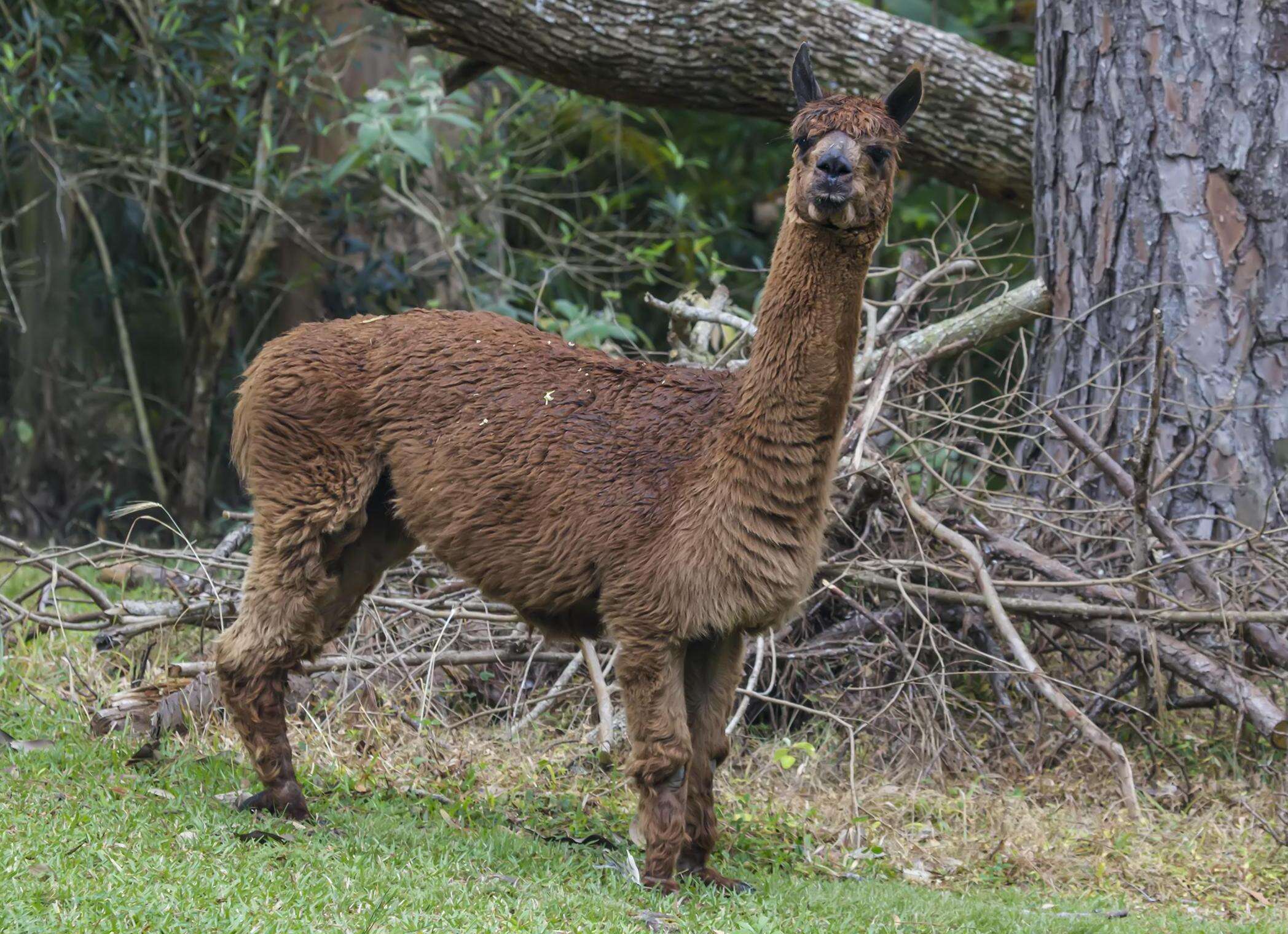 Image of Alpaca