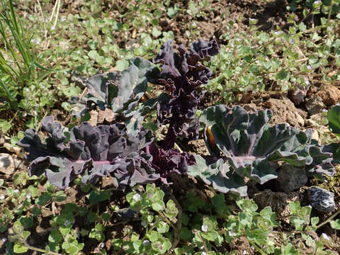 Image of sea kale