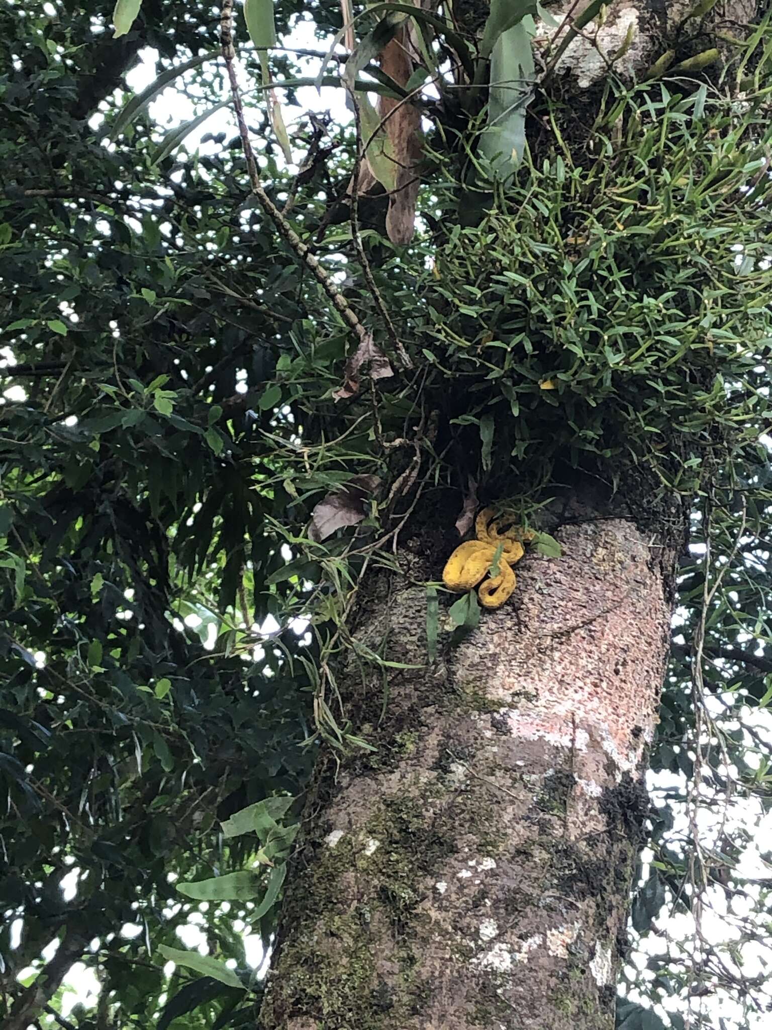 Image of Eyelash Viper