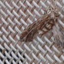 Image of almond moth