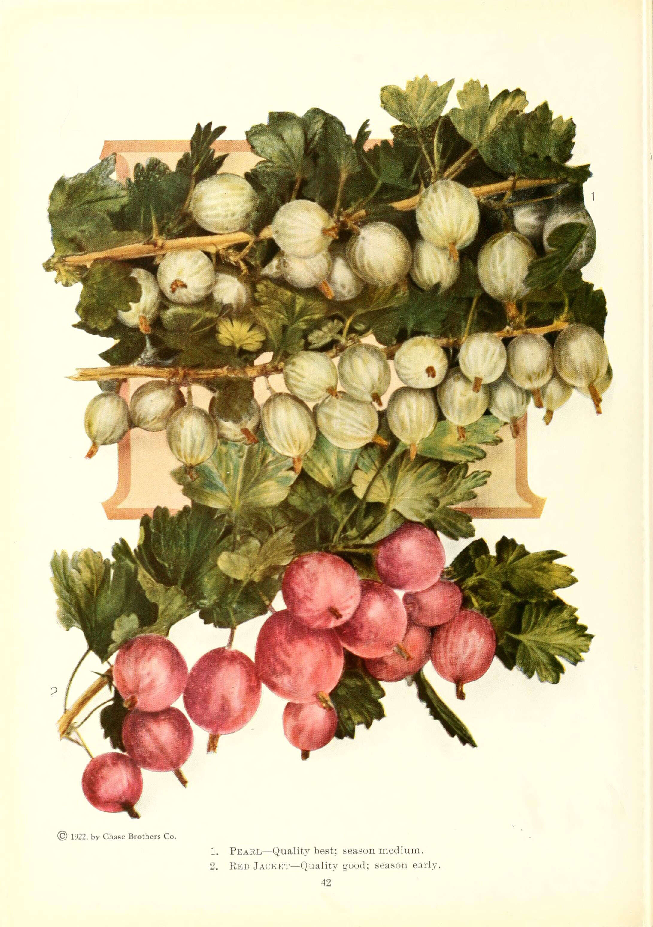 Image of European gooseberry