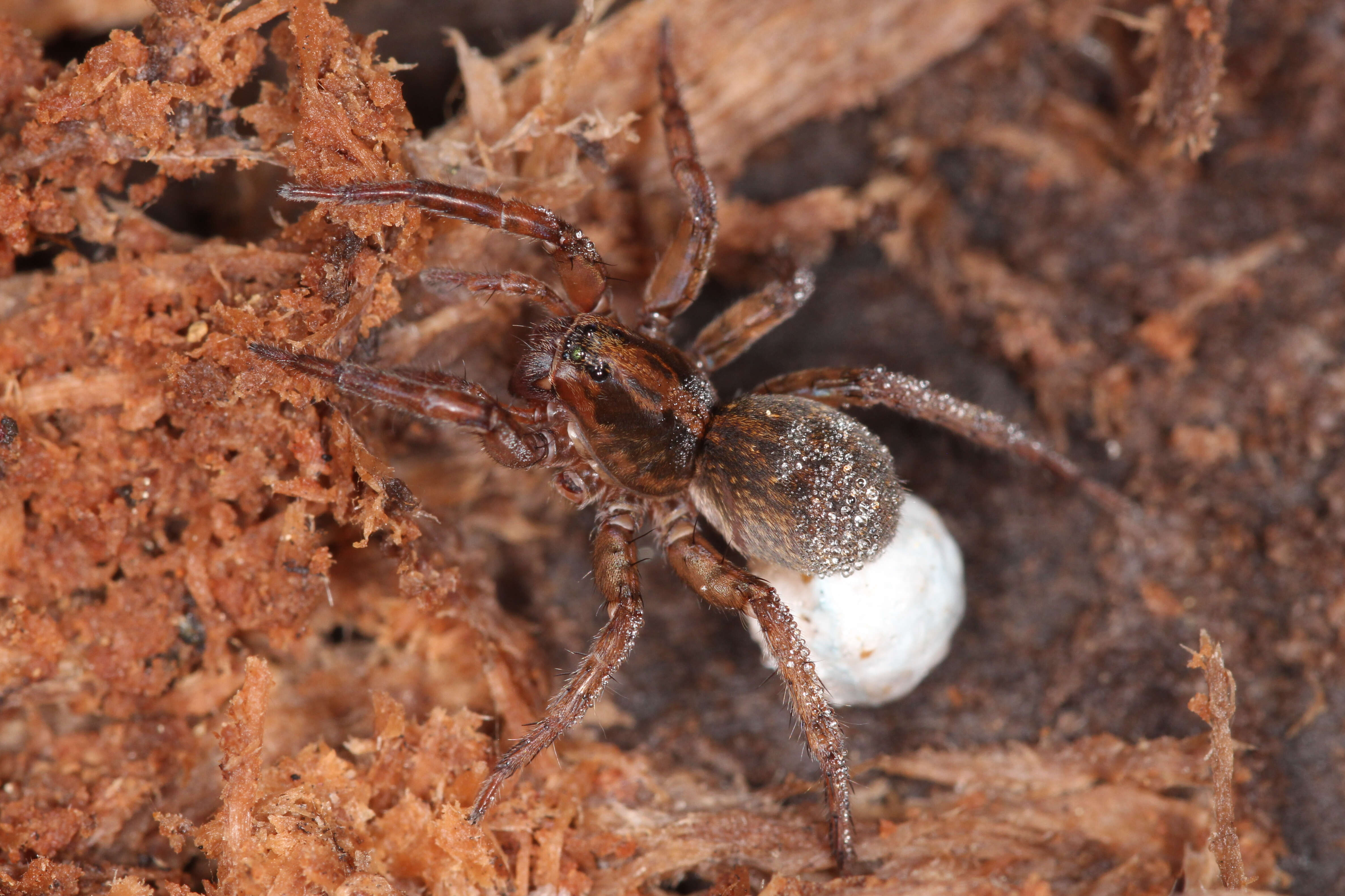 Image of Trochosa terricola Thorell 1856