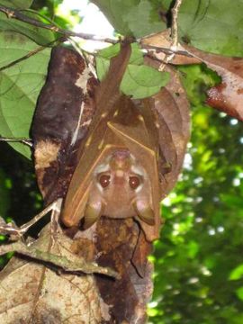 18.https www inaturalist org photos 774978.580x360