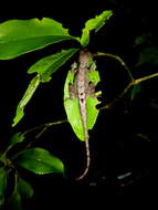 Image of Humble Anole