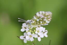 Image of orange tip