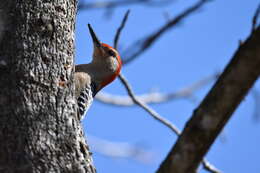 Image of Red-bellied Woodpecker