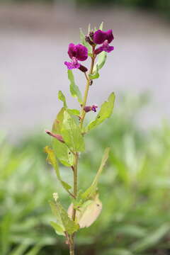 Image of blue waxweed