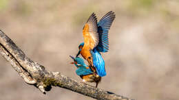 Image of Common Kingfisher