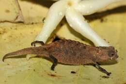 Image of Pygmy stump-tailed chameleon