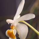 Imagem de Phalaenopsis malipoensis Z. J. Liu & S. C. Chen