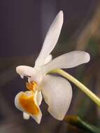 Image of Phalaenopsis malipoensis Z. J. Liu & S. C. Chen