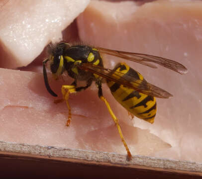 Image of Common wasp