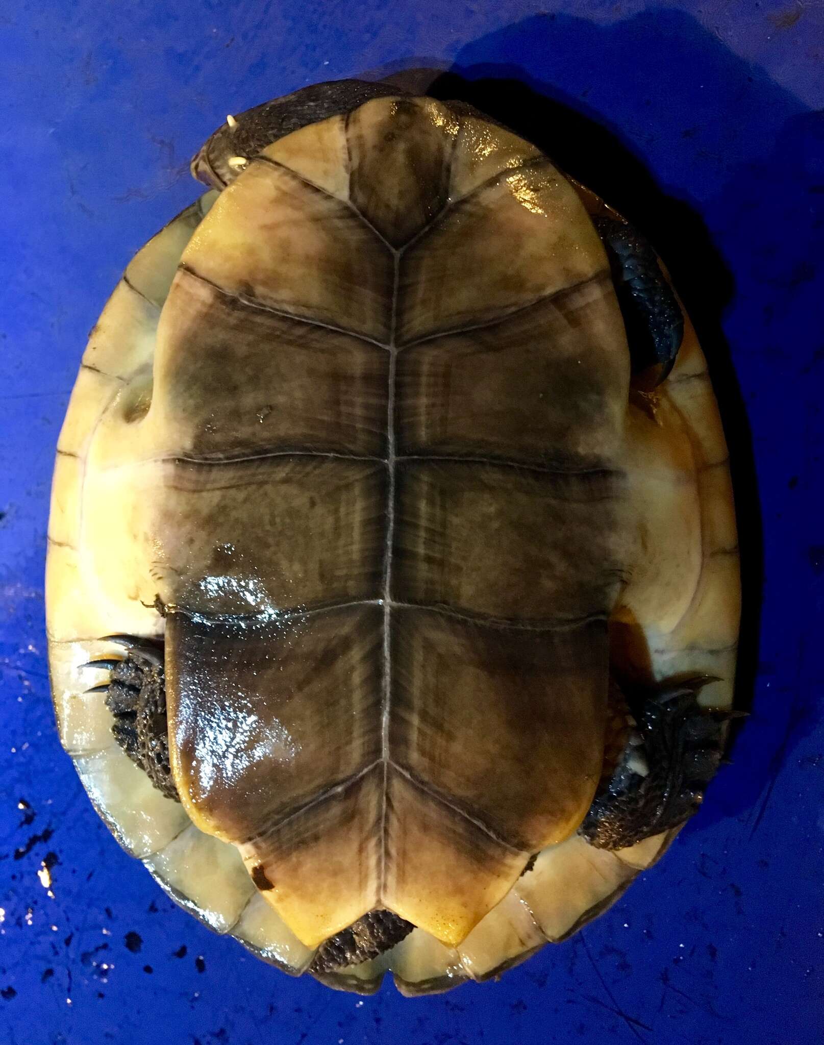 Image of Gibba (Toadhead) Turtle