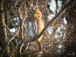 Image of Ferruginous Pygmy Owl