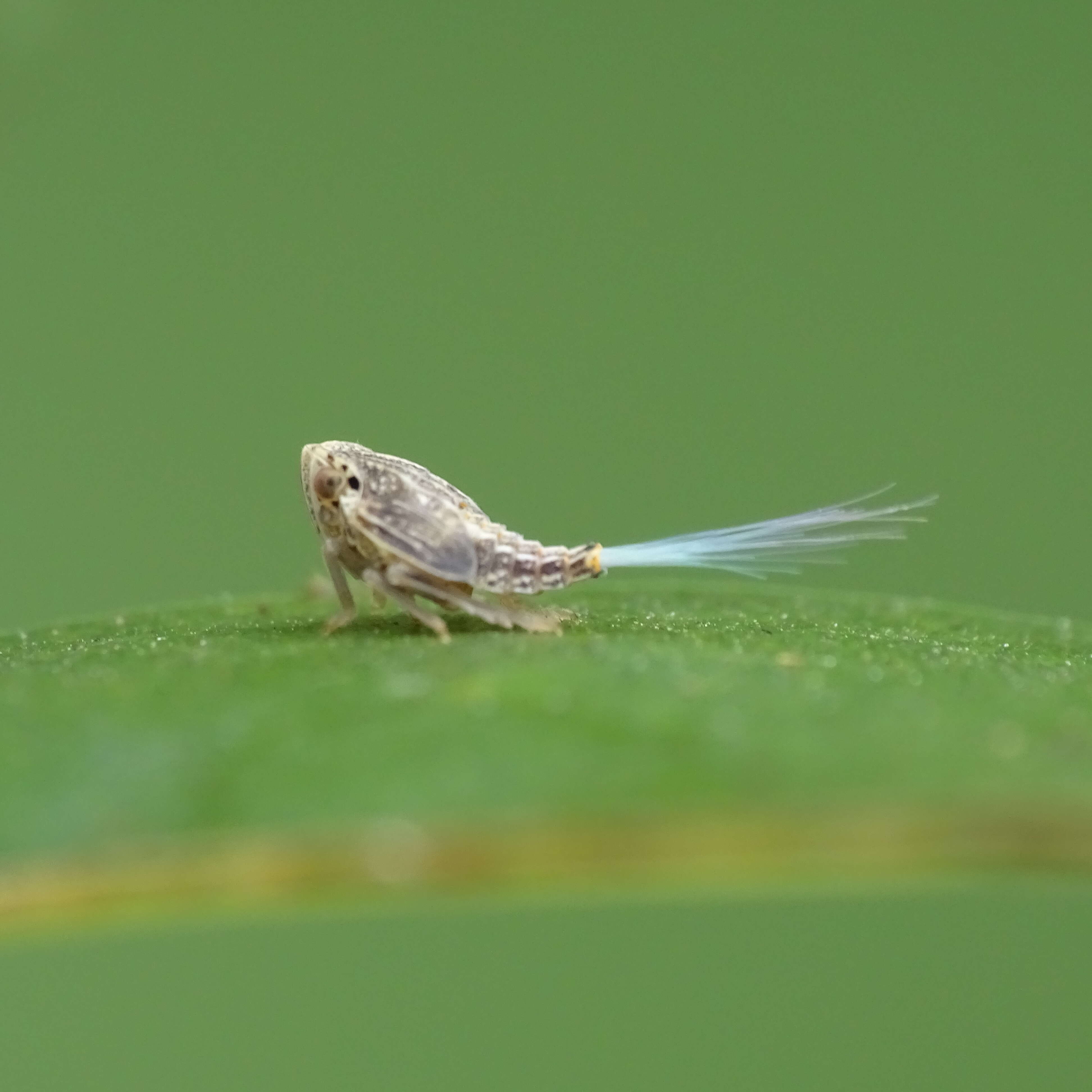 Слика од Curtonotidae