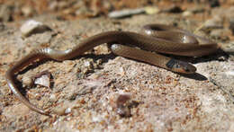 Image of Black-headed Centipede Eater