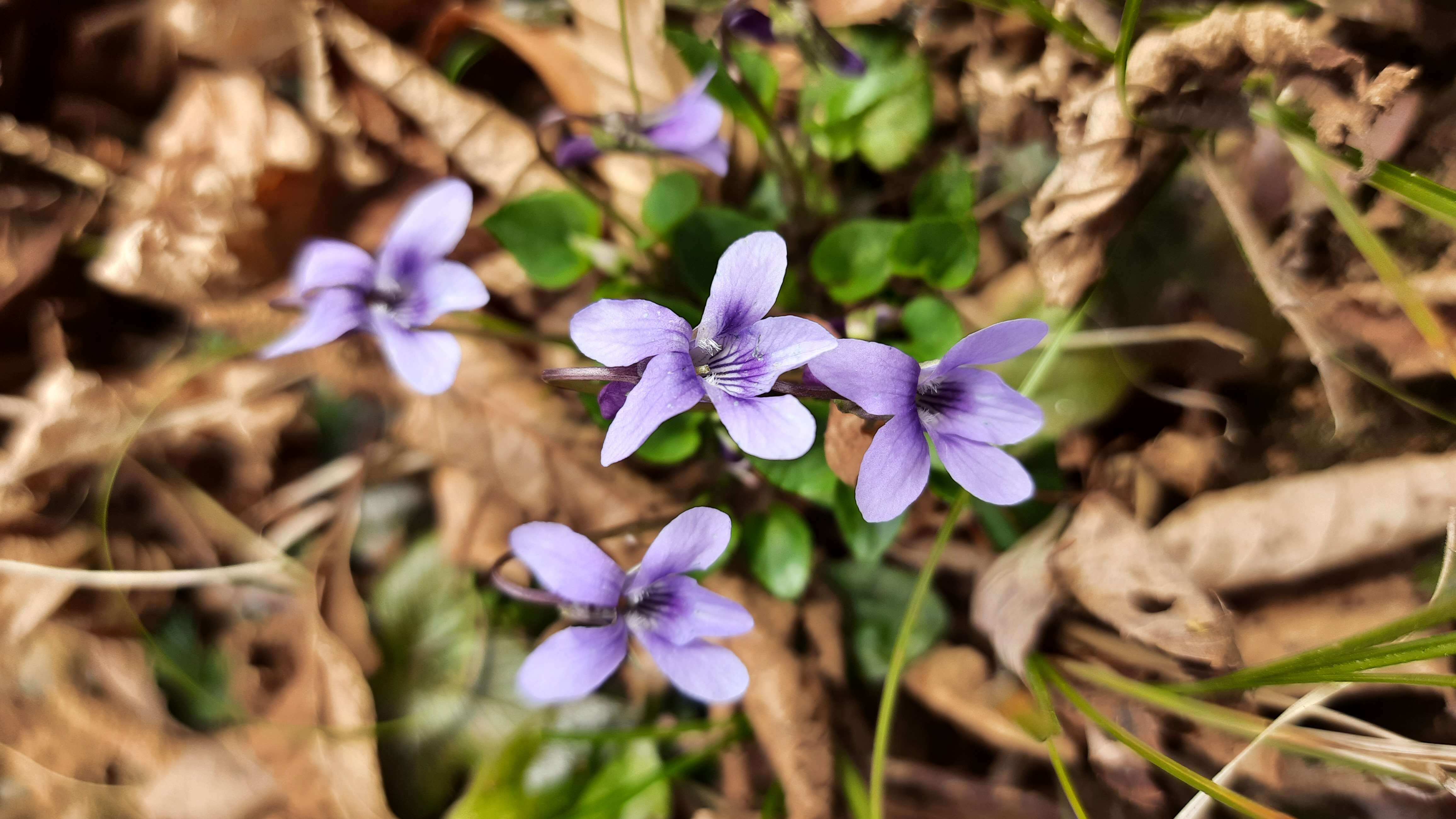 Image of early dog-violet