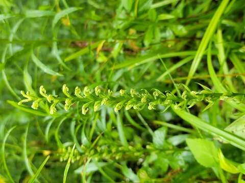 Image of palegreen orchid