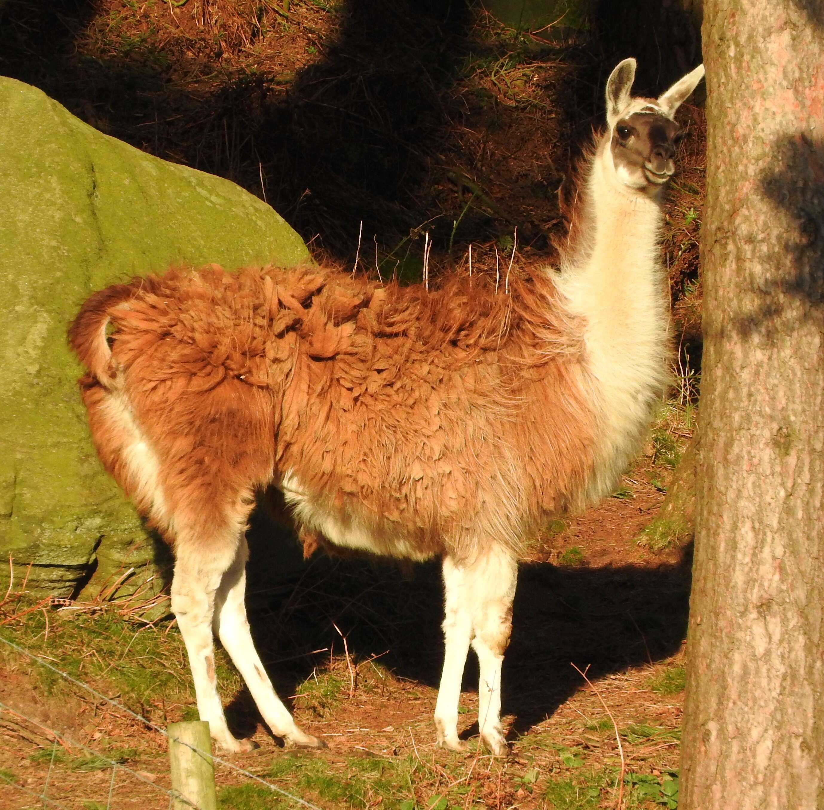 Image de Lama glama (Linnaeus 1758)