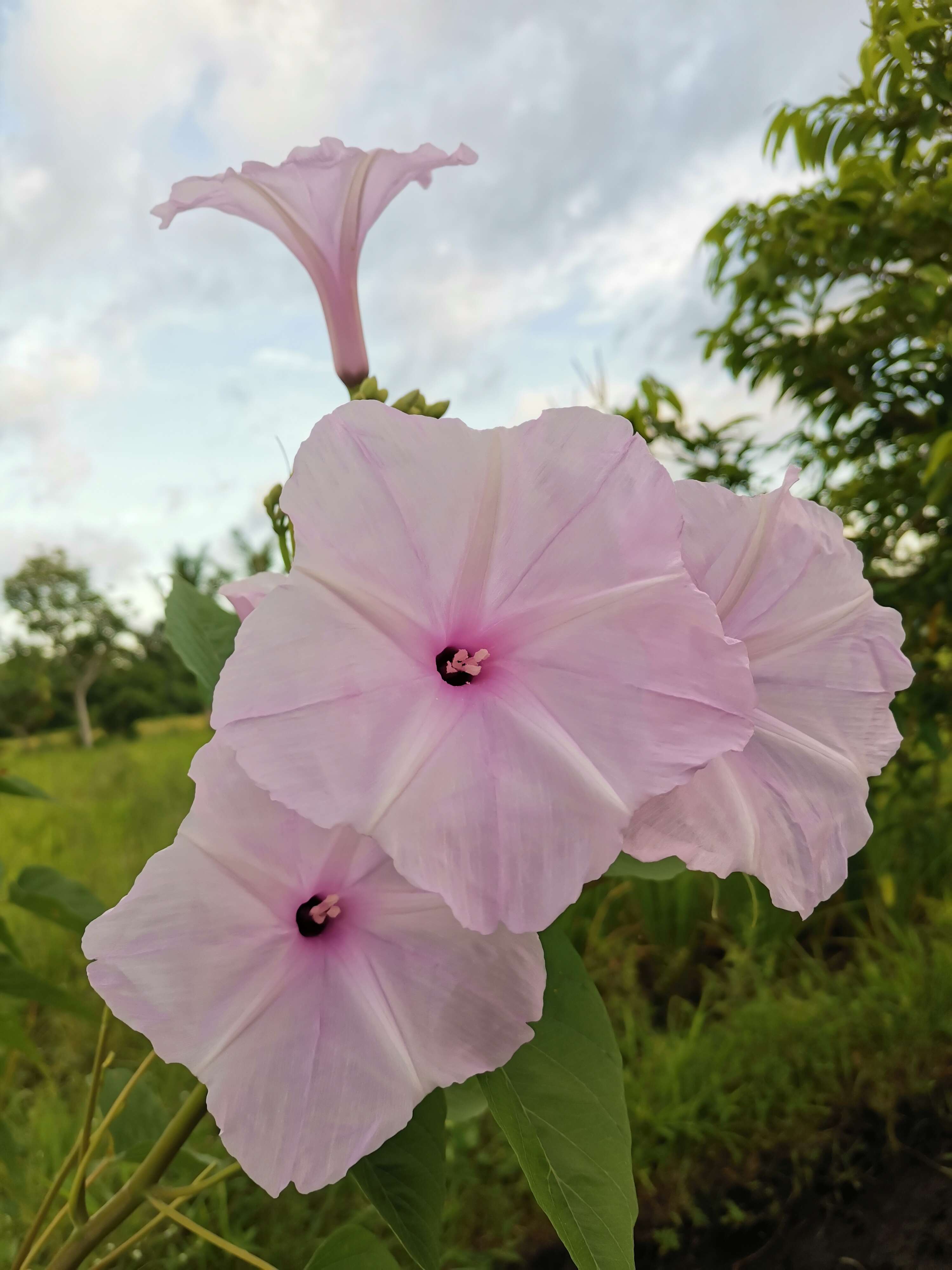 Слика од Ipomoea carnea Jacq.