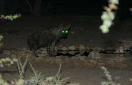 Image of Brown Hyena -- Brown Hyaena