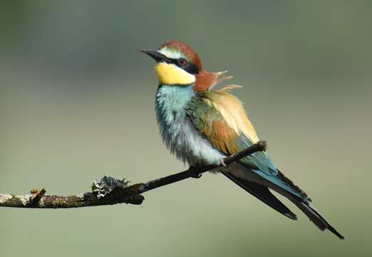 Image of bee-eater, european bee-eater