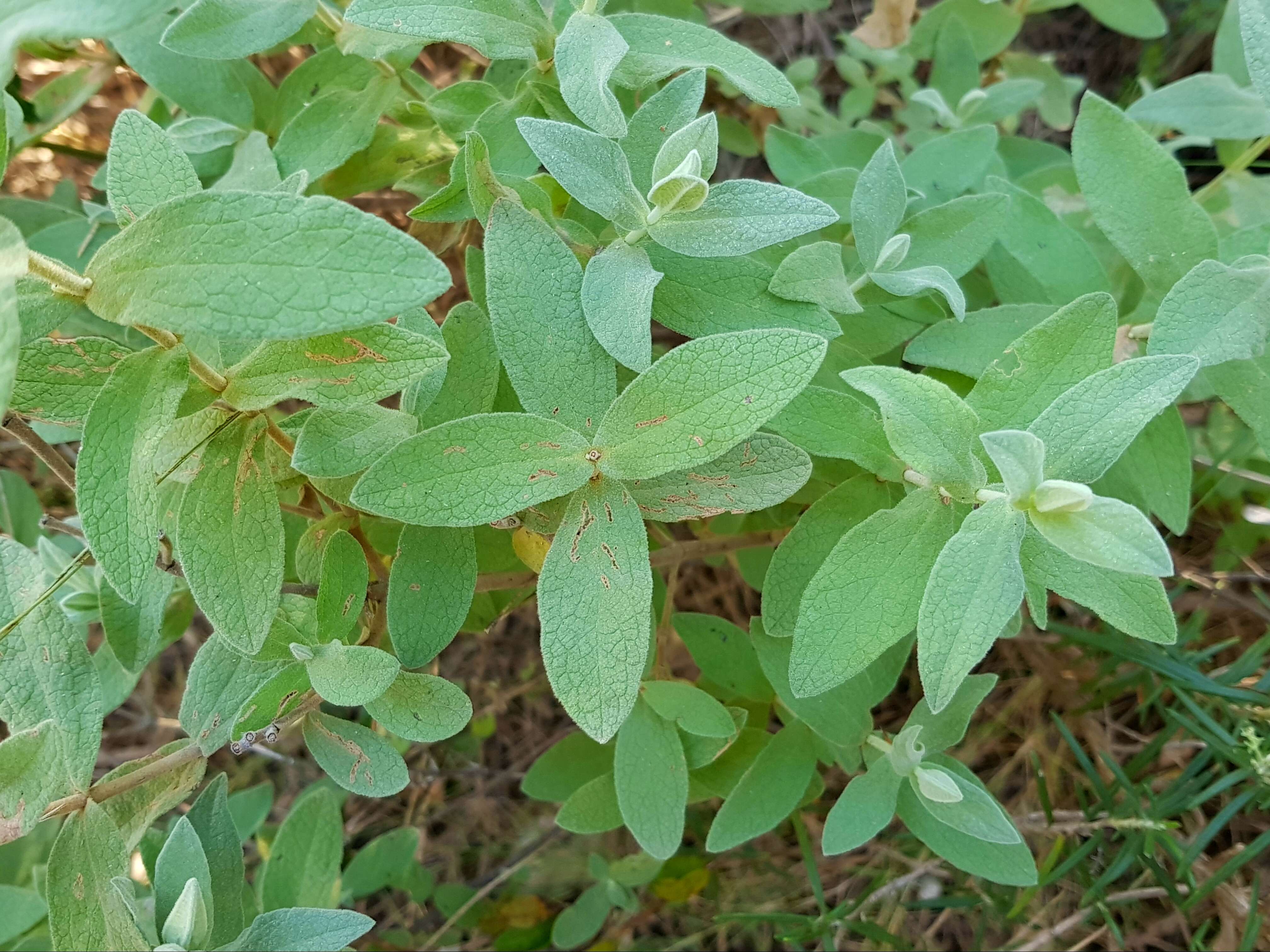 Imagem de Cistus albidus L.