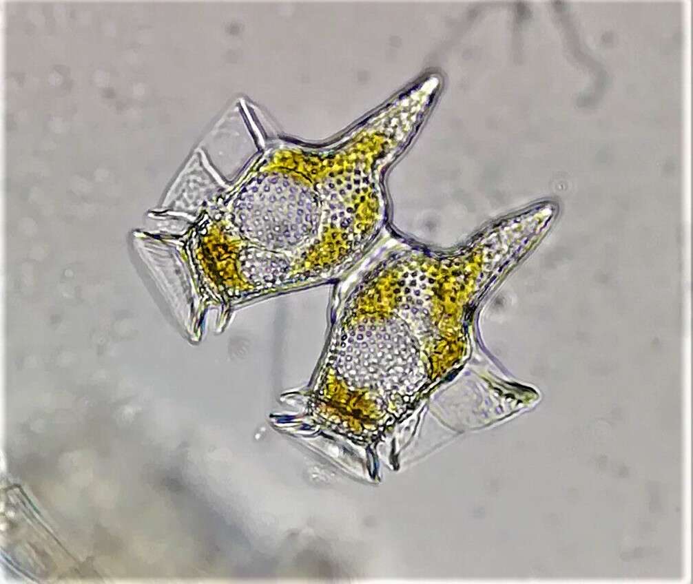 Dinophysiaceae resmi