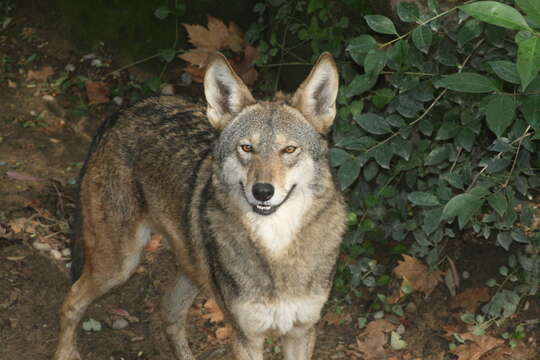 Image of Red wolf