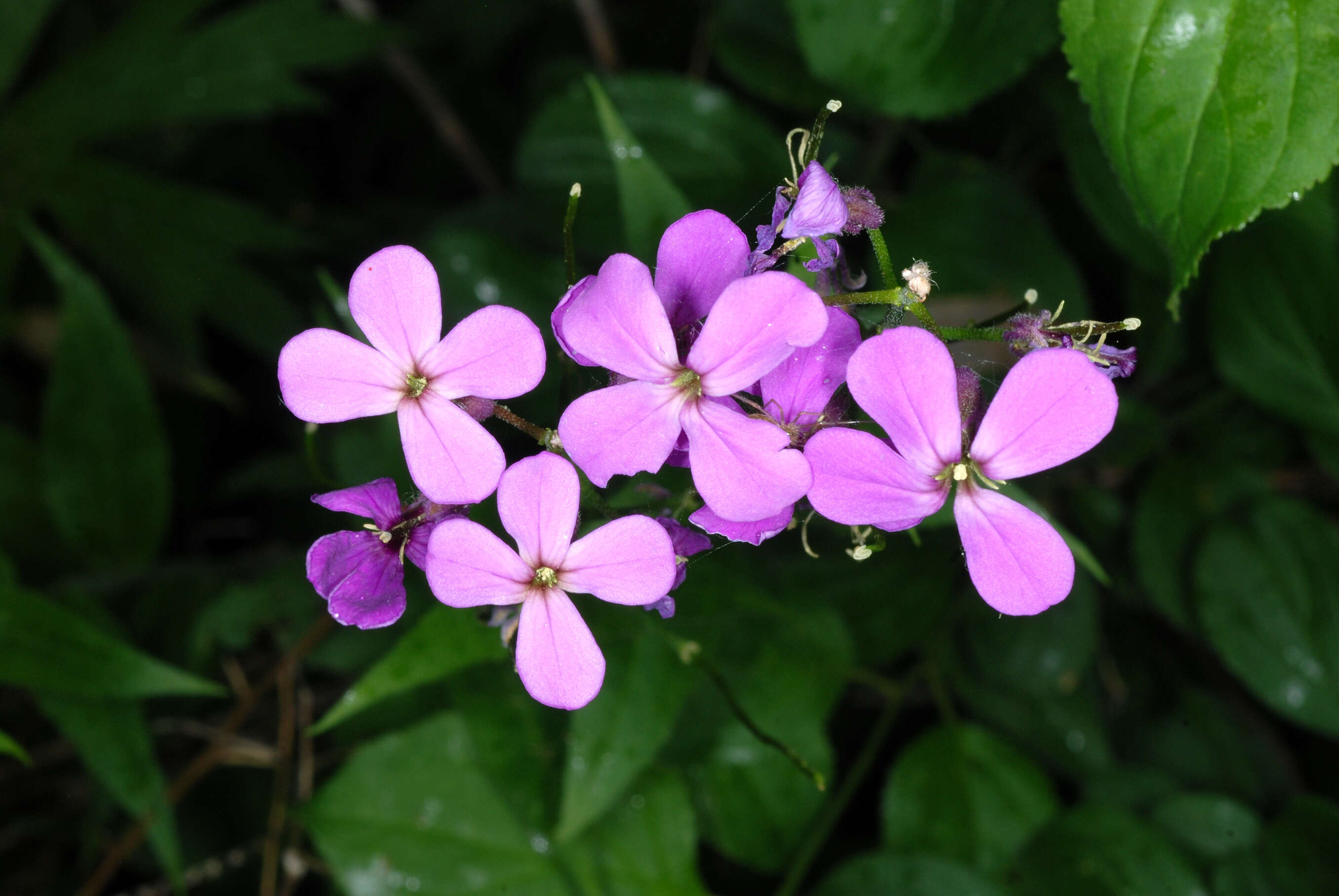 Image of Dame's-violet