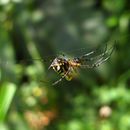 Image of Pear-shaped Leucauge