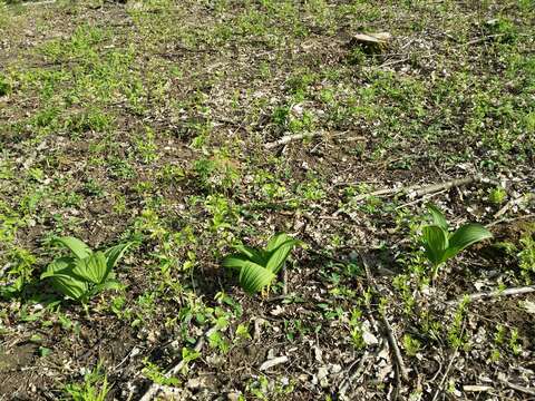 Image of black false hellebore