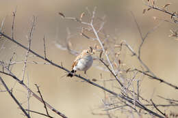 Image of Fawn-colored Lark