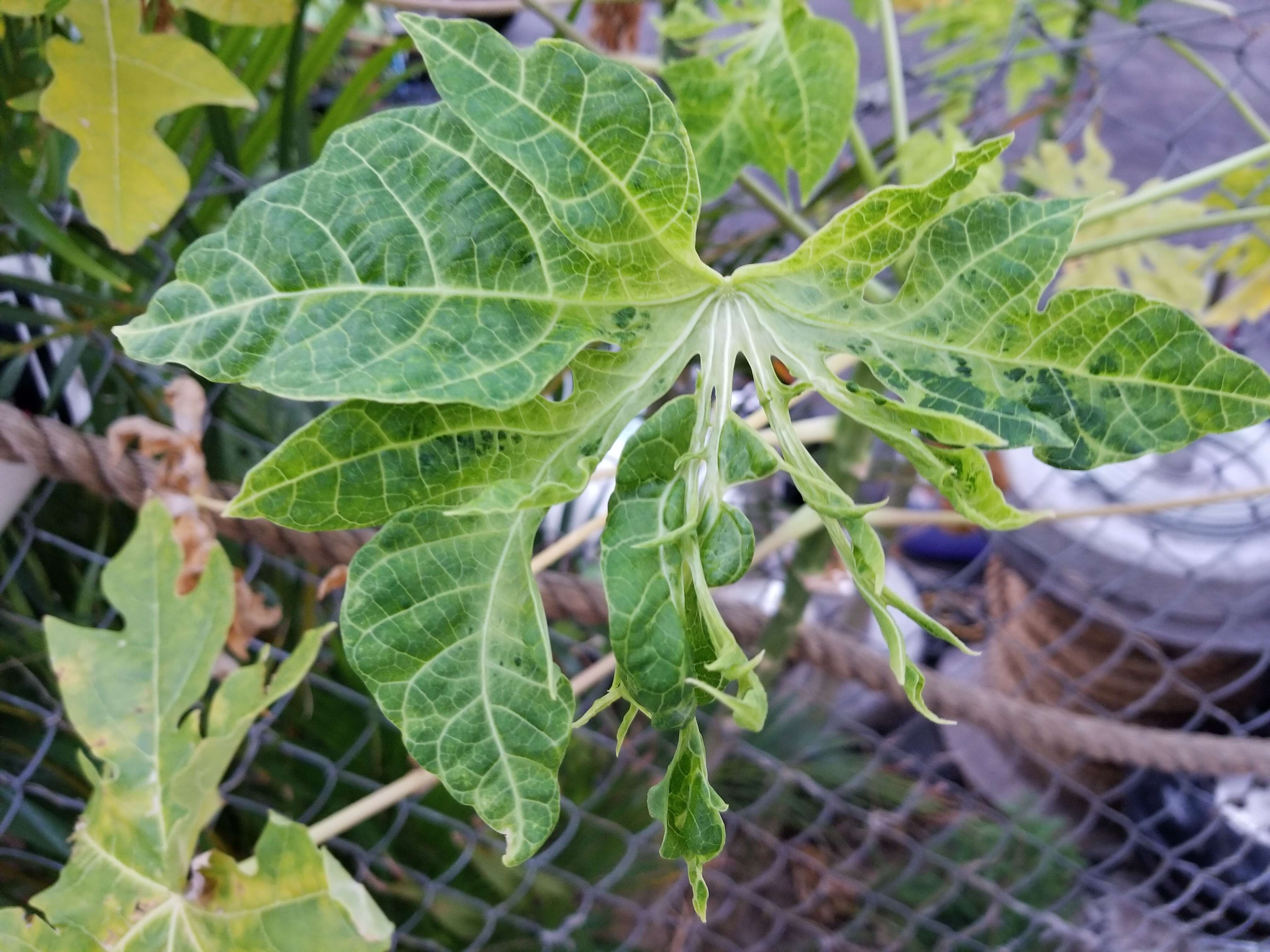 Image of Papaya ringspot virus