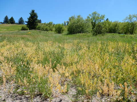 Image of field pennycress