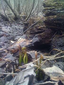 Image of sensitive fern