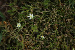 Image of <i>Spergularia marina</i>