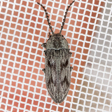 Image of <i>Dascillus davidsoni</i> (Le Conte 1859)