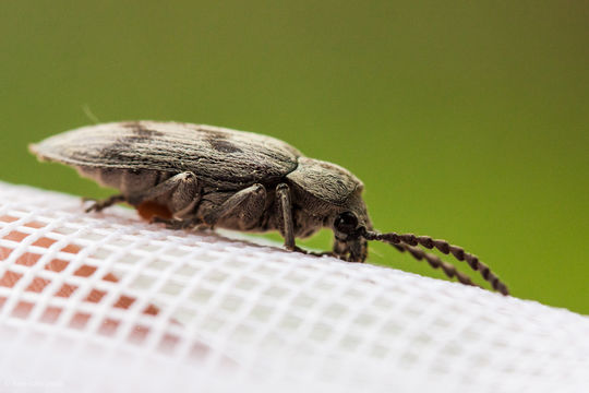 Image of <i>Dascillus davidsoni</i> (Le Conte 1859)