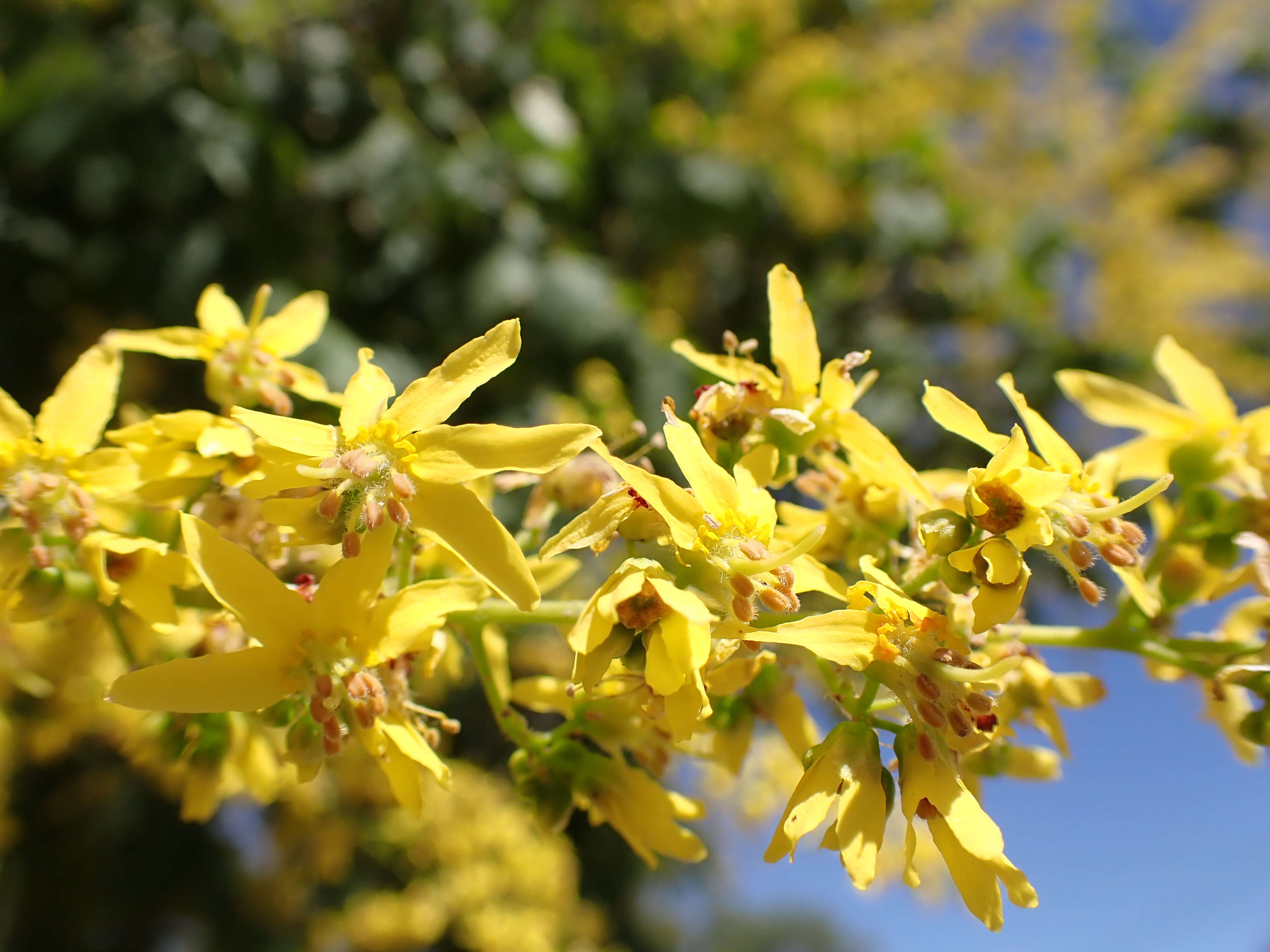 Image of Golden-rain tree